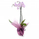 Pink Phalaenopsis Orchid 
