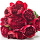 Assorted Peonies Assorted Peonies