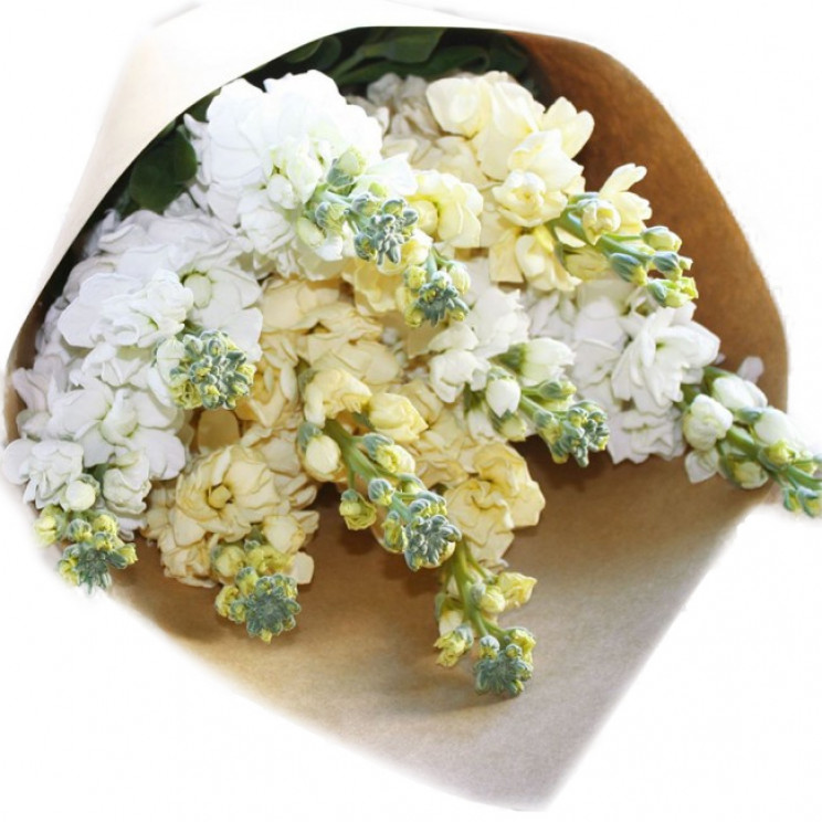 Flowers Delivery Auckland Florist Same Day Flower Delivery