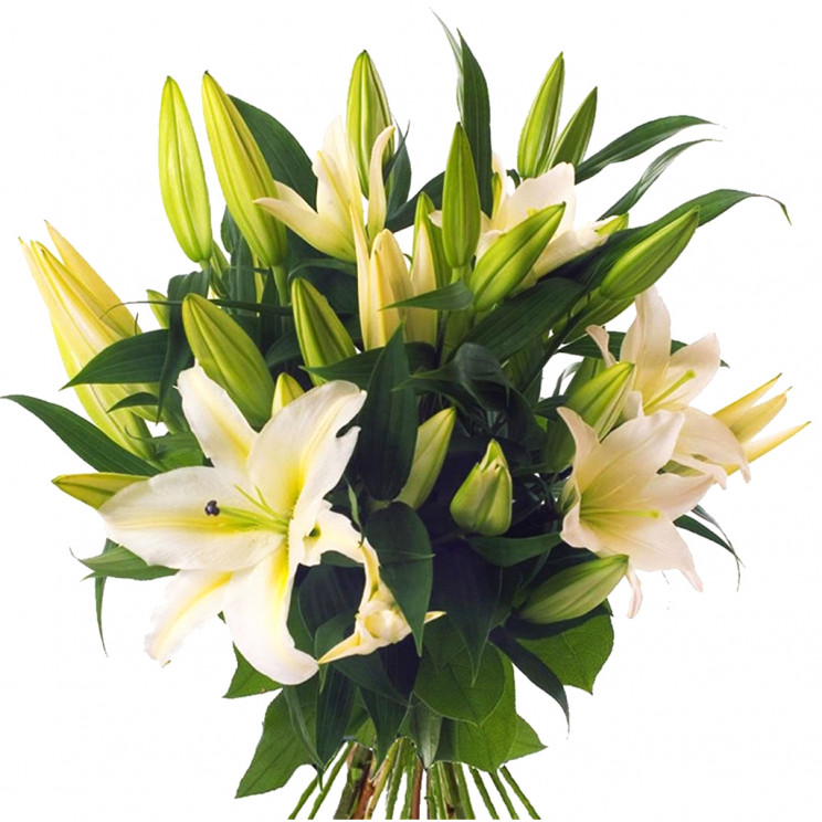 Flower Bouquets Delivery Auckland Northcross, Rosedale, Sunnynook