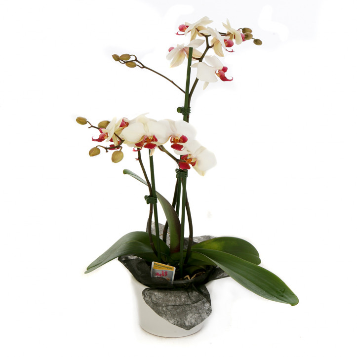 White Phalaenopsis Orchid 