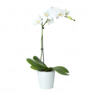 White Phalaenopsis Orchid 