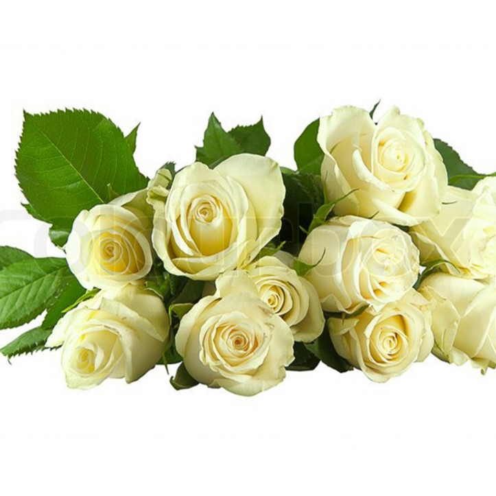 White Roses